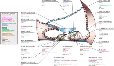 Bioinformatic Analysis of the Perilymph Proteome to Generate a Human Protein Atlas